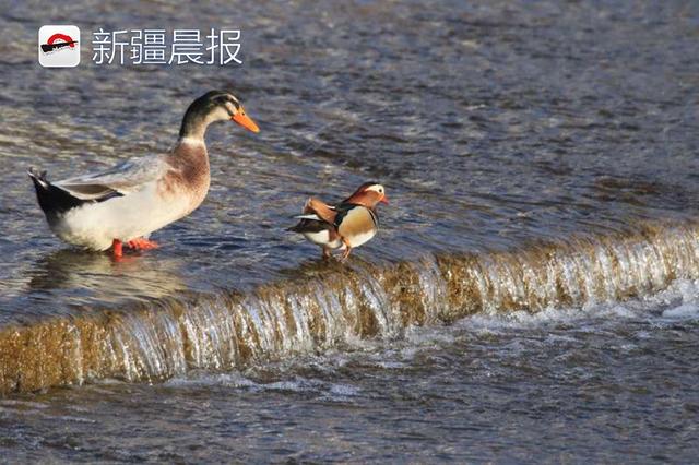 绿头鸭和鸳鸯在孔雀河上形影不离，“抱团取暖”还是防御天敌？