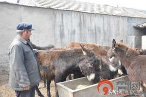 哪里养殖驴(临沂市临沭县郑山街道农民养殖毛驴奔富路)