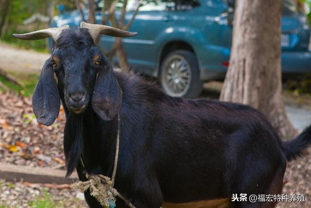 多胎山羊能产几只？养殖户要擦亮眼睛，努比亚黑山羊不低于波尔羊