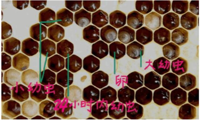 南方中蜂四季管理技术，快速《扩大》蜂场，千金难买一篇好文