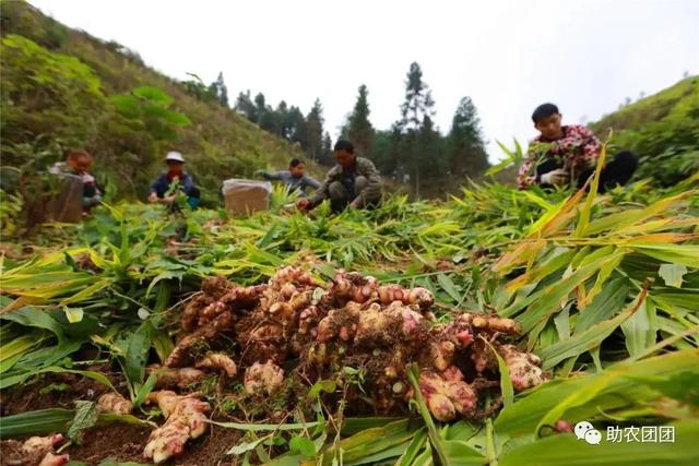 助农团团丨剑河：“姜”来迎丰收 青山孕育“金疙瘩”