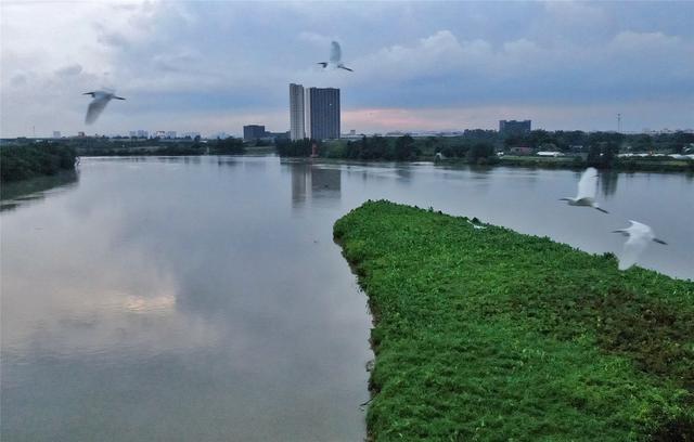 鸟飞鱼跃水草丰，水清岸绿游人来