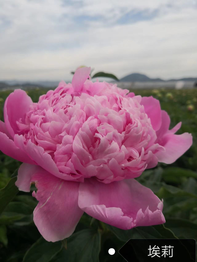 切花芍药每亩卖27万元，这是真的吗？