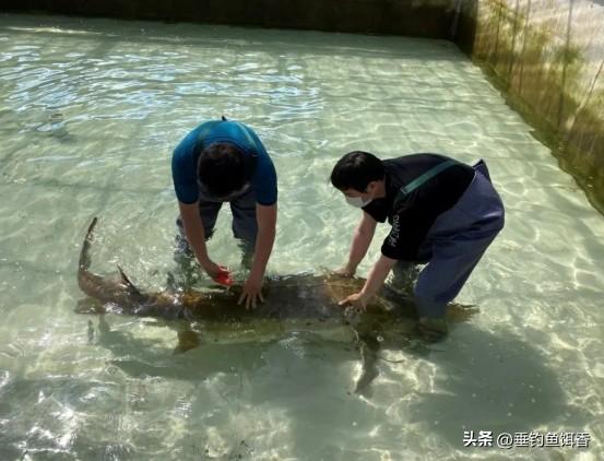 重庆江津老汉意外钓获珍稀达氏鳇，放流获表彰奖励，保护任重道远