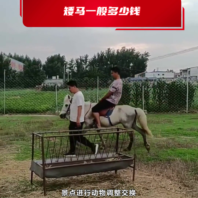 屯昌县什么地方有卖骑乘矮马的 #骑乘骆驼