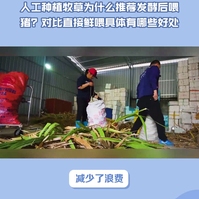 人工种植牧草为什么推荐发酵后喂猪？对比直接鲜喂具体有哪...