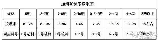 干货！养好加州鲈七大投喂关键点