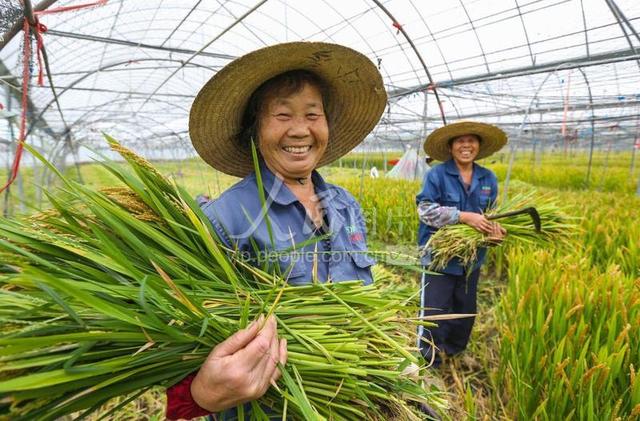 浙江湖州：大棚轮作 社员增收