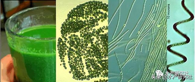 含盐量多少为宜？水体硬度碱度怎样快速调节？