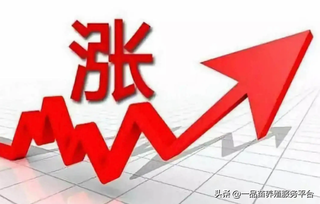 养鸡股涨超8%，鸡苗毛利润高至80%，明年的鸡你可能养不起了？