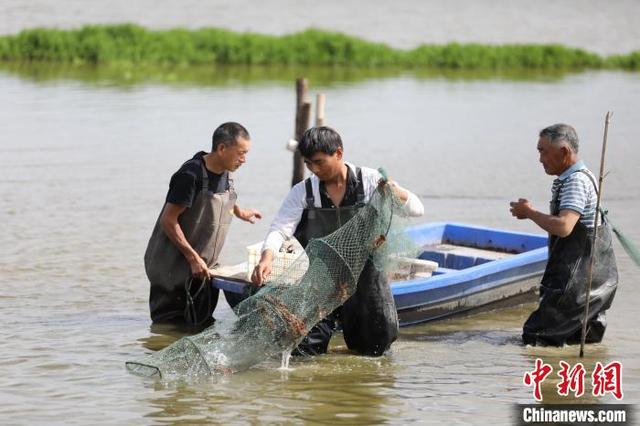 江西彭泽：“点虾成金”走出乡村绿色产业富民路