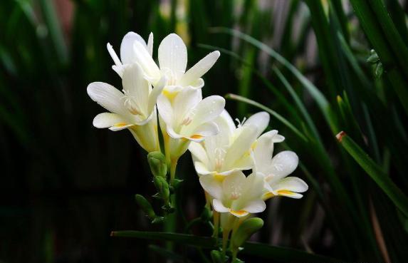 栽种香雪兰，只要避开“此季节”，栽上就开花，香味十足