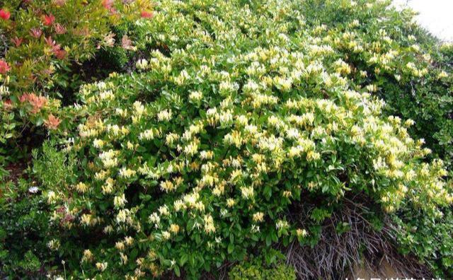 金银花就喜欢“露天地”，4个条件满足了了，变成盆景，更好看