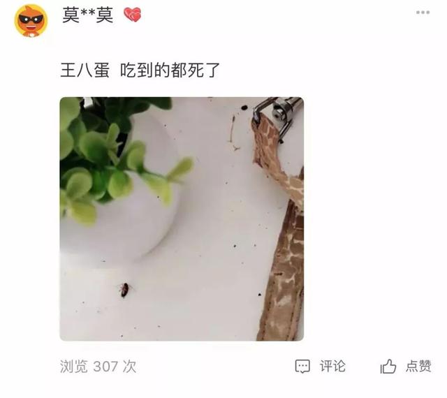 蟑螂最怕它，把它放在墙角，蟑螂来一只死一只，一晚上就能灭干净