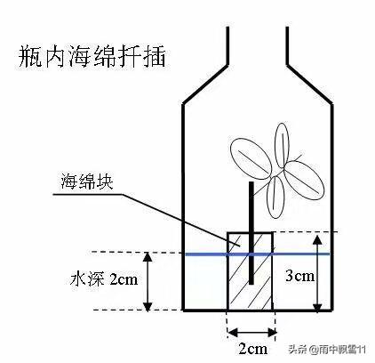 盆栽月季不用买，用海绵扦插繁殖，省时省力生根快，移栽成活率高