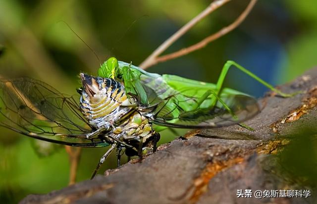 一种能活17年的昆虫，一出土就是300亿只，即将席卷美国