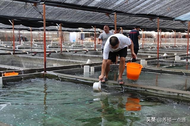 EM菌在水产养殖中应用，菌相平衡保水质，增收提效