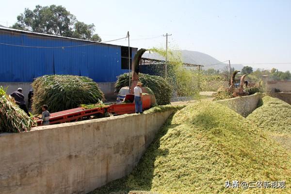 在农村，想发家不能靠种地，这3行是赚钱“捷径”，想转型要趁早