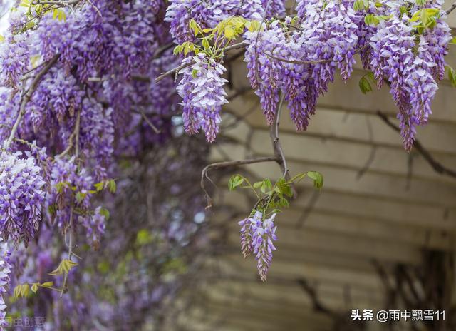 盆栽紫藤不开花？原因在这里，关键是做好4点，紫藤连年有花赏