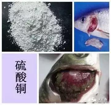 常用鱼药的优缺点与药用量及品种禁忌