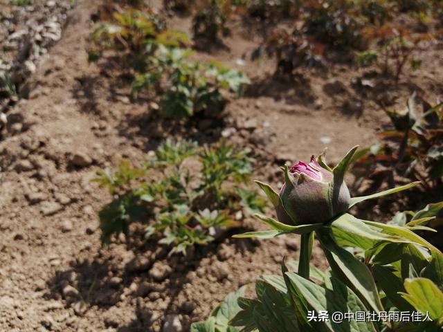 焦点：牡丹和芍药到底最喜欢什么土，怎么才能活得更久