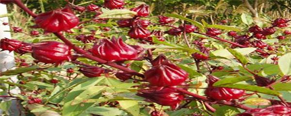 洛神花怎么种 洛神花种植方法与注意事项