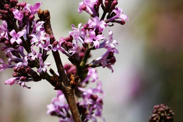 丁香花是常见花卉，花香淡雅、味道清香，居家栽培需要科学方法