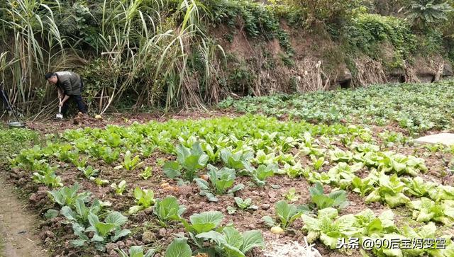 在地里挖了一个像脚板样的苕，今天拿它做晚餐，你吃过这个吗？