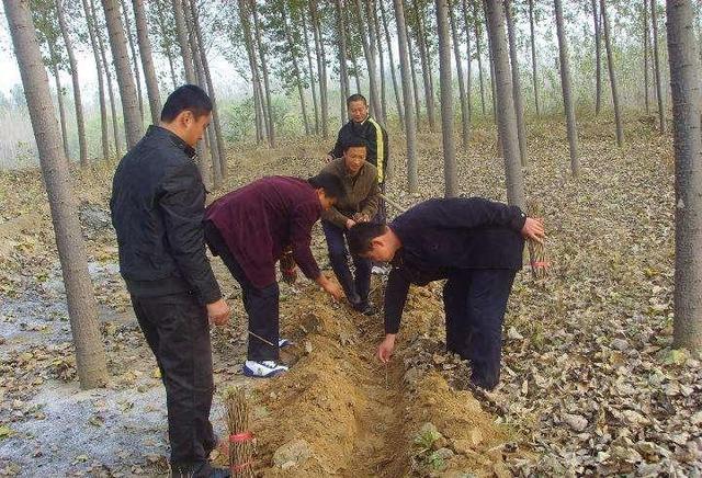 河南男子捉金蝉，日入近千元，背后是“暗流涌动”的金蝉养殖市场