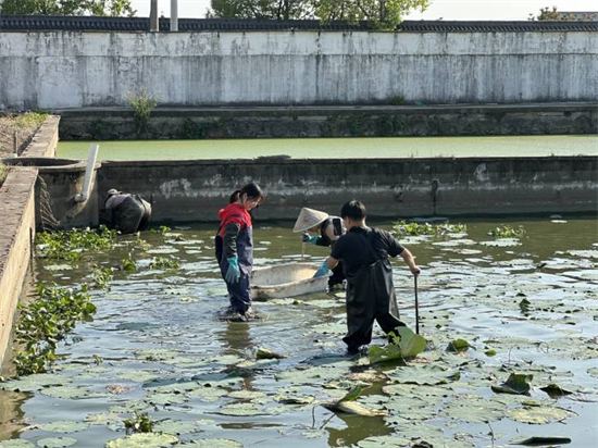 每斤的价格大概在60元至100元，钱塘本塘甲鱼销售进入旺季