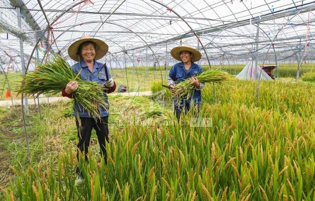 浙江湖州：大棚轮作 社员增收