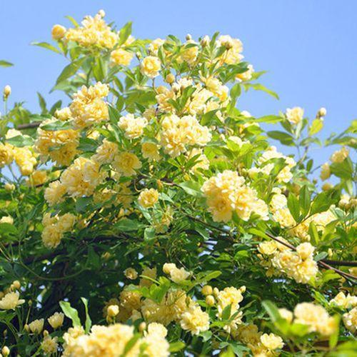 院子里养株木香花，抗旱耐寒易成活，来年变成一片“海”