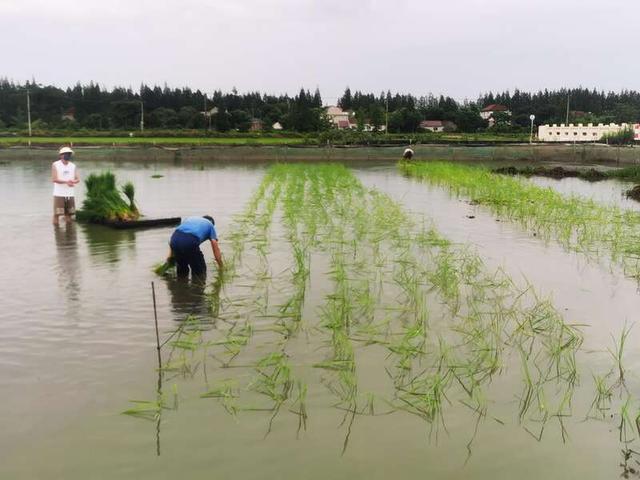 上海海洋大学师生养殖的小龙虾将于9月底上市