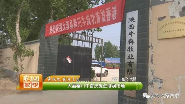 大荔秦川牛卖到香港 每斤毛牛增值近两块