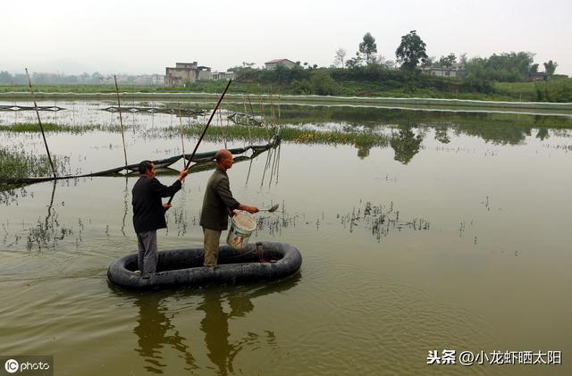 在小龙虾养殖过程中，生物改底净水到底用芽孢杆菌好还是em菌好？