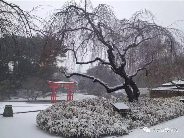 美国垂枝樱雪景 VS 中国垂枝樱雪景