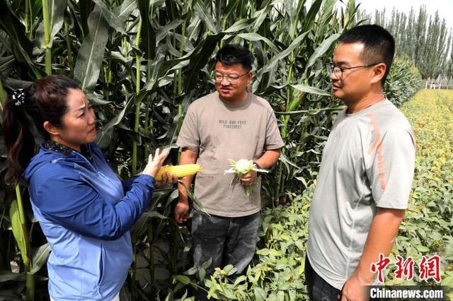 （乡村行·看振兴）新疆兵团：“一年两熟”种植模式助力民众显著增收