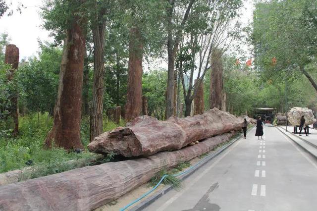 你知道新疆野马基地是什么样的吗？