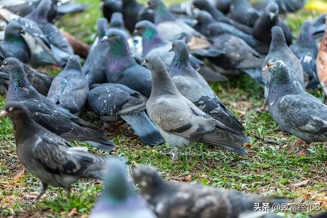 鸽子的养殖方法与喂养