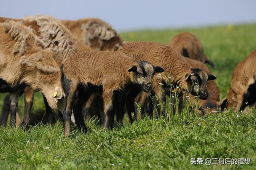 什么条件下，家养鹿的繁殖管理最好，鹿的养殖方法和注意事项