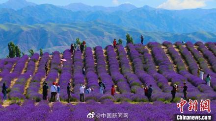 新疆霍城5万亩薰衣草进入盛花期 如紫色海洋