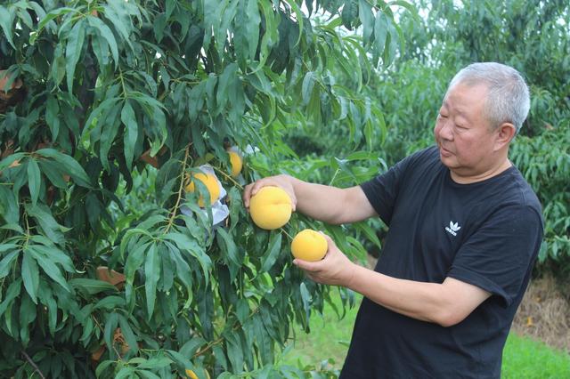 梨“红”了！山东平度这个农民合作社火了