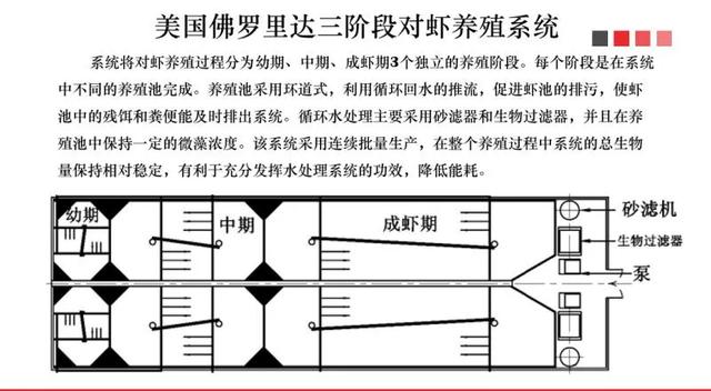 1m³水出12斤虾！未来养虾靠它？盘点各国工厂化养虾模式