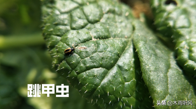 种植白菜，跳甲虫危害大，怎样防治？用什么农药效果好？