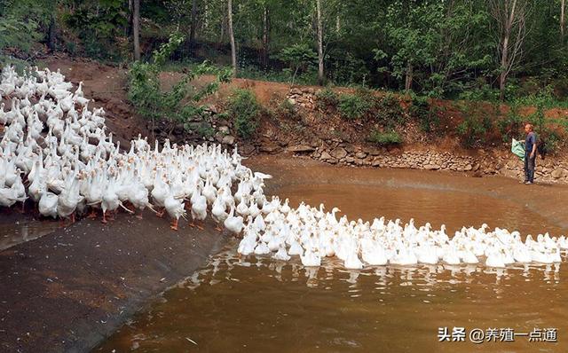 早春养鹅快速育肥，畜禽、水产分散养猪风险，家庭生态农场前景广