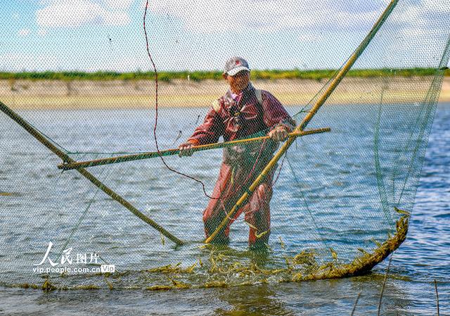 江苏东台：捕捞对虾丰富节日市场