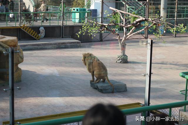 与动物零距离接触的快乐之旅 北京大兴野生动物园攻略（二）