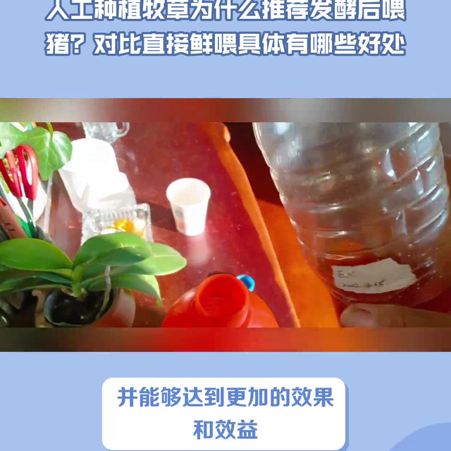 人工种植牧草为什么推荐发酵后喂猪？对比直接鲜喂具体有哪...