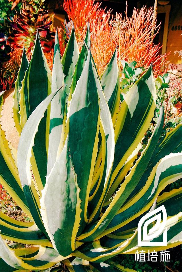 「植培施」龙舌兰Agave americana 仙人掌及多肉类养护手册