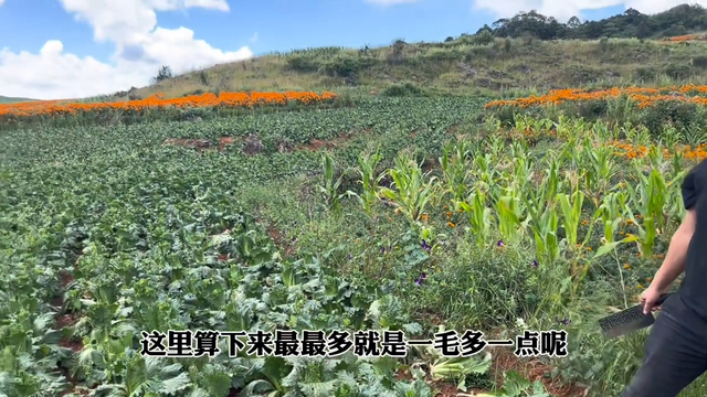 学会用发酵料喂鸡，提高饲料转换率，还能多赚钱#农村散养土鸡